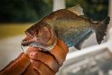 029 Brazilie, Santarem, zwarte piranha